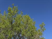 More Details about MLS # 250050509 : 11303 GREEN MOUNTAIN STREET